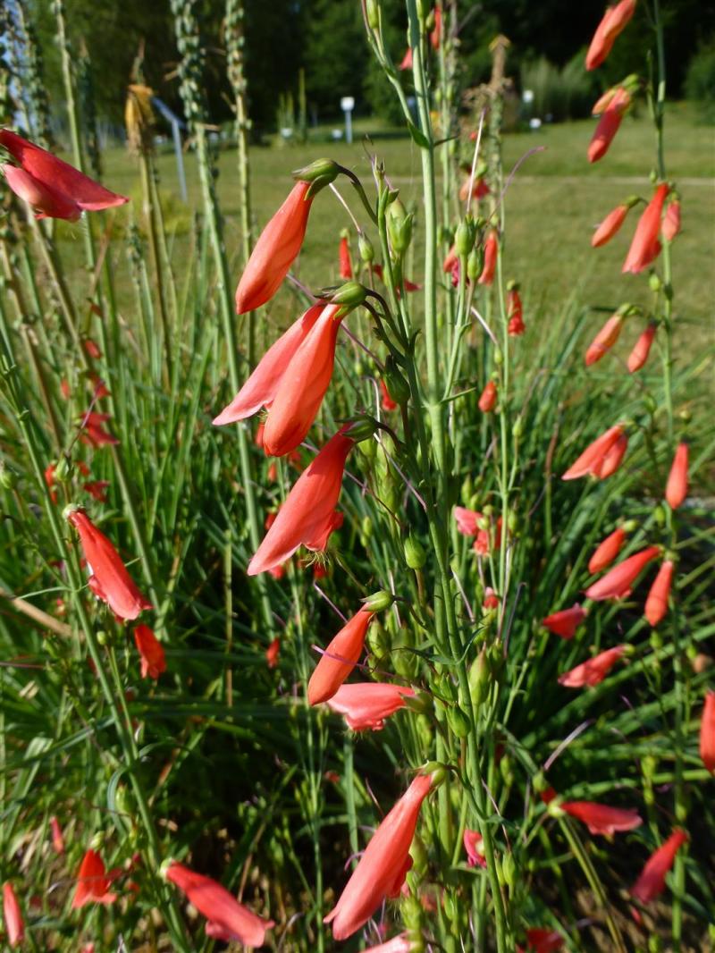 Penstemon Barbatus Iron Maiden -пенстемон барбатус (1242)